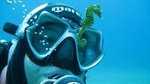 Try Scuba Diving in Split