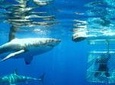 Shark Cage Diving Tour from Cape Town