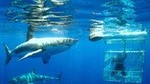 Shark Cage Diving Tour from Cape Town