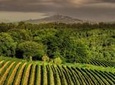 Half-Day Stellenbosch Winelands Tour from Cape Town