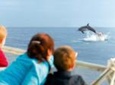 Sunrise Sailing Trip in Mallorca with Dolphin-Watching