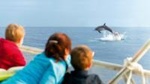 Sunrise Sailing Trip in Mallorca with Dolphin-Watching