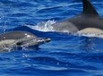 Swim with Dolphins in the Azores