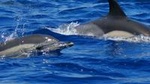 Swim with Dolphins in the Azores