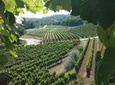 Wine Tour - The Best of Istria