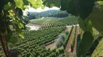 Wine Tour - The Best of Istria