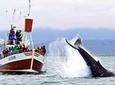Traditional Whale Watching Tour from Húsavík