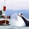 Traditional Whale Watching Tour from Húsavík
