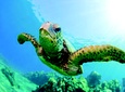 Turtle Canyon Snorkel Cruise by Catamaran