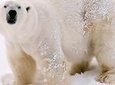 Private Guided Lapland Ranua Zoo tour from Rovaniemi