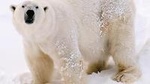 Private Guided Lapland Ranua Zoo tour from Rovaniemi