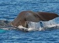 Whale and Dolphin Watching in Madeira Island