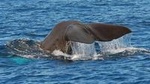 Whale and Dolphin Watching in Madeira Island