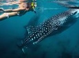 Whale-Shark Snorkeling Excursion to La Paz