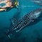 Whale-Shark Snorkeling Excursion to La Paz