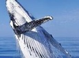 Whale Watching Combo in Cabo San Lucas: Sightseeing Cruise and Shopping
