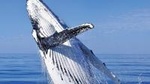 Whale Watching Combo in Cabo San Lucas: Sightseeing Cruise and Shopping