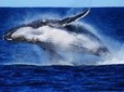 Whale Watching Cruise from Redcliffe, Brisbane or the Sunshine Coast