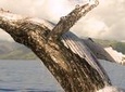 Whale Watching from Ma'alaea Harbor