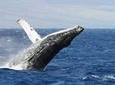 Whale Watching Tour from Cape Town