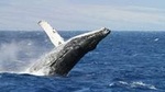 Whale Watching Tour from Cape Town