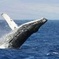 Whale Watching Tour from Cape Town