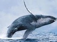 Whale Watching Tour from Reykjavik