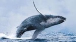 Whale Watching Tour from Reykjavik