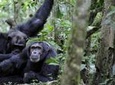 10 Days Classic Uganda Primate Tour and Community Work