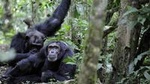 10 Days Classic Uganda Primate Tour and Community Work