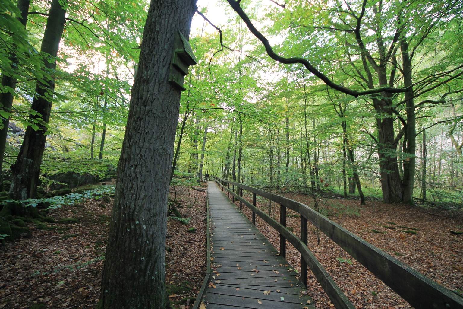 Söderåsen National Park