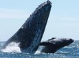Whale Watching Tour in Cabo San Lucas