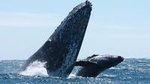 Whale Watching Tour in Cabo San Lucas