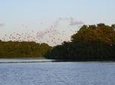 Sunset Boat Tour into Caroni Wetlands