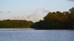 Sunset Boat Tour into Caroni Wetlands