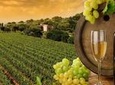 Chianti Vineyards Tours in Private Luxury Van from Florence