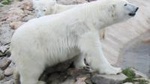 Bus to Ranua Zoo from Rovaniemi