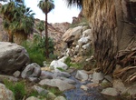 Hike Murray Canyon, Palm Springs, California
