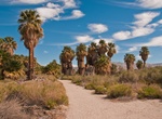 Hike Herman's Hike Loop, Thousand Palms Oasis Preserve, California
