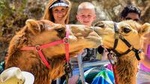 Camel Quest with Snacks & Waterslides
