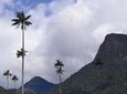Full-Day Private Coffee Tour in Cocora Valley and Salento