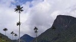 Full-Day Private Coffee Tour in Cocora Valley and Salento