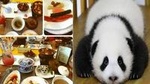 Private Day Tour: Panda Base and Museum of Sichuan Cuisine with Cooking Lesson