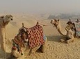 Sunset Camel or Horse Ride by the Giza Pyramids