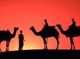 Sunset Camel Ride in the Palm Grove of Marrakech