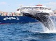 Whale-Watching Dinner Cruise in Los Cabos