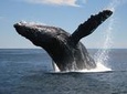 Whale-Watching Tour from Augusta or Perth with Optional Captain's Lounge Upgrade