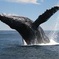 Whale-Watching Tour from Augusta or Perth with Optional Captain's Lounge Upgrade