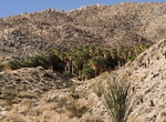 Camp at Mountain Palm Springs Primitive Campsites, Anza-Borrego Desert State Park, California