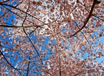 See Cherry Blossoms in Salem, Oregon